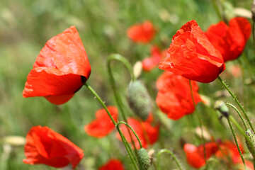 Red poppy flowers