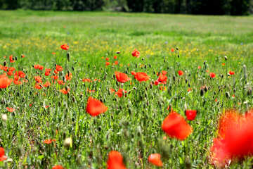 Wild poppies in the field №34240