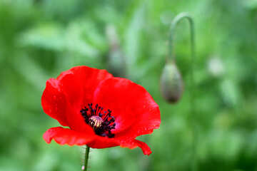 Poppy flower №34256