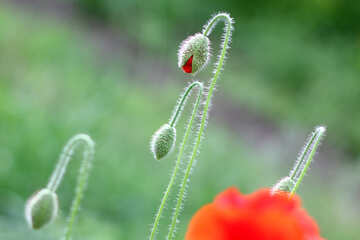 Red poppy flower in flower №34280