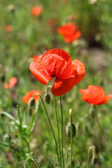 Квітка червоний мак на поле №34220