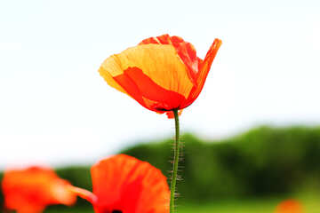 Red poppy flower №34235