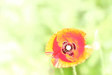 Bright picture with poppy seeds №34268
