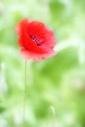 Poppy flower card №34259