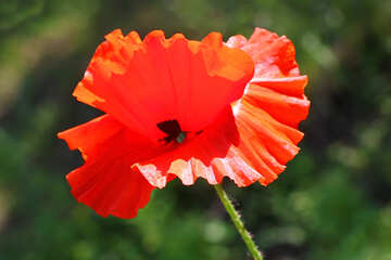 Red poppy flower №34196