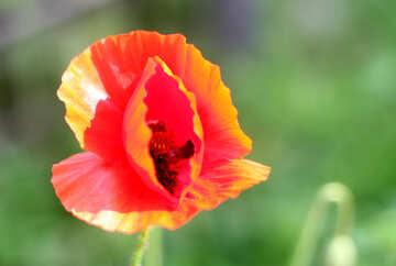 Fiore di papavero rosso №34272