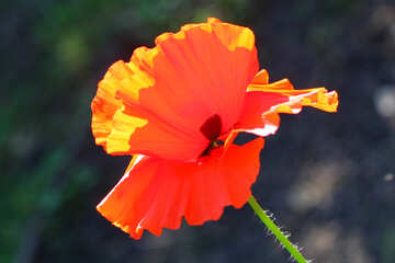 Una hermosa flor roja №34194