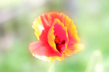 Poppy flower №34273