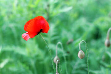 赤いケシの花 №34282