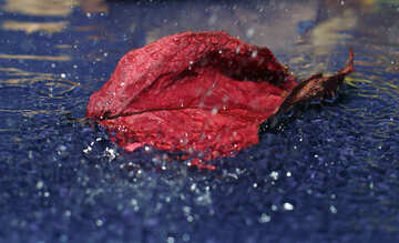 Autumn leaf in puddle in the rain