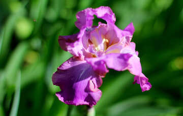 Spring beautiful flower №34793