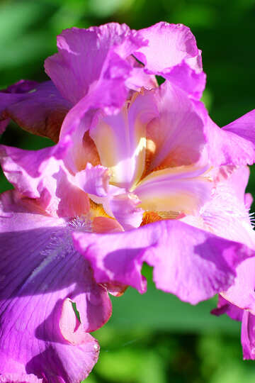 Blühende Iris Blume №34797
