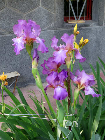 Dedicato all`iris fiore №34755