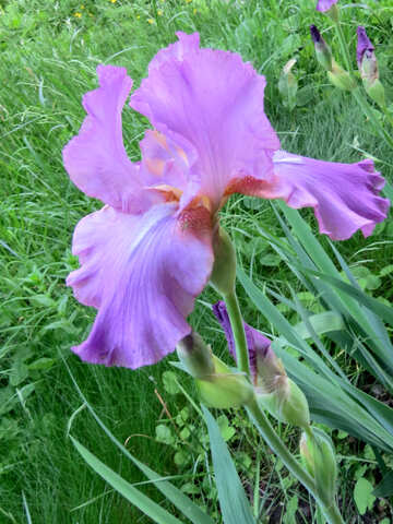 Zarte Blume iris №34750