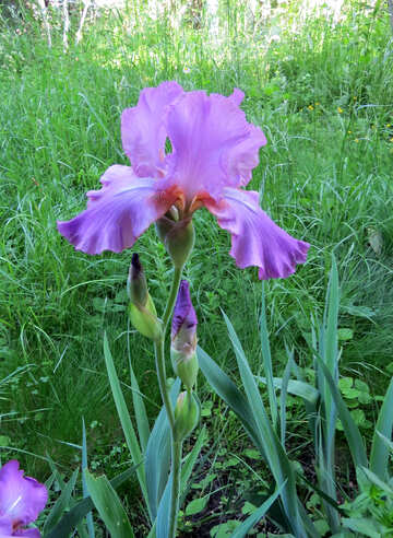 Flor de iris №34751