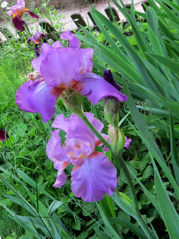 Flower of iris №34753