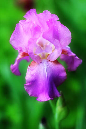 Flower of iris