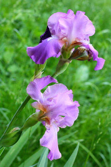 Fleur d`iris pousse №34759