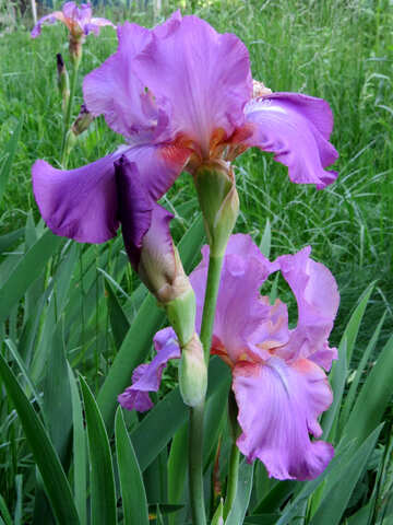 Fleur d`iris grand au milieu des herbes №34754