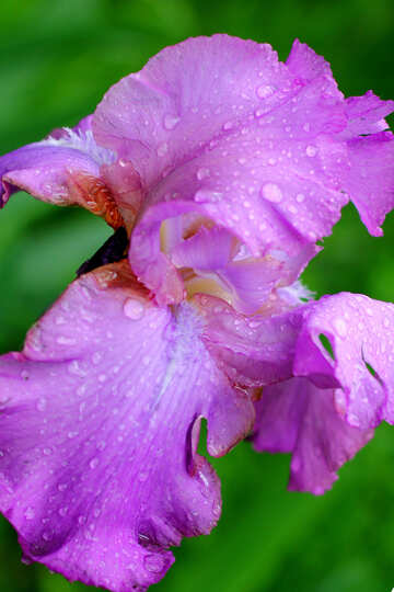 Flower of iris with large drops of dew №34764