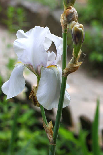 Flower of iris white №34757