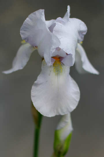 Fleur blanche iris №34780