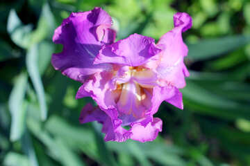 Iris flower №34795