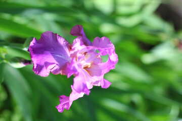 Photo Iris flower