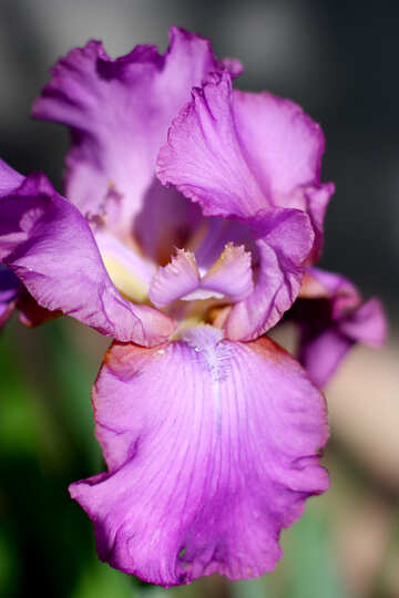 Purple Iris flower №34784