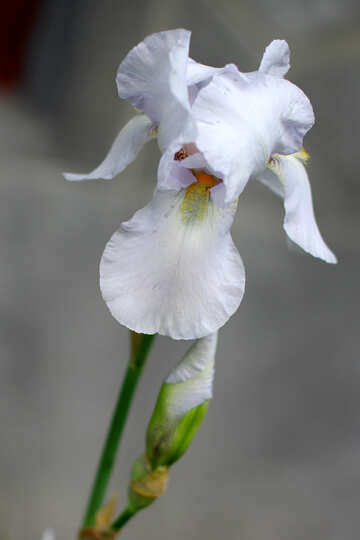 Weiße Blume iris №34781