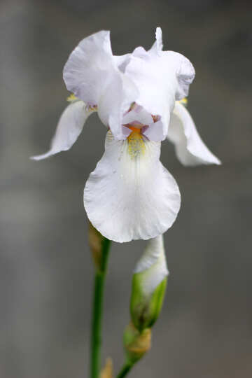 White iris №34779