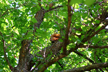 Das Eichhörnchen versteckt im Baum