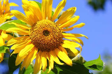 Sunflower №34817