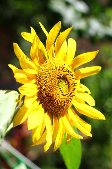 Große Sonnenblume №34810