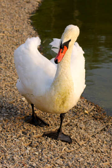 Large White Swan №34141