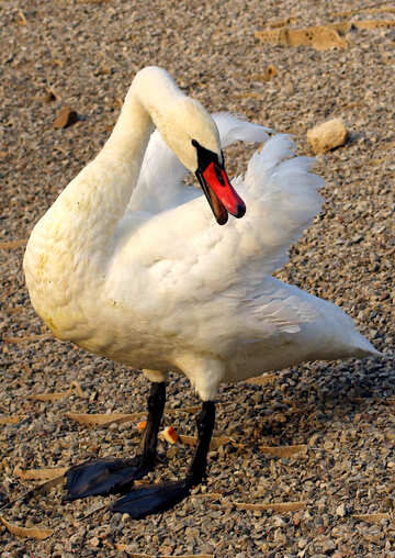 Swan, mute swan №34093