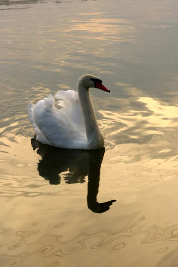 Picture White Swan №34056
