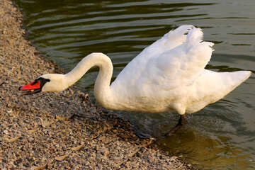 Swan fait peur №34127