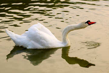 Swan swims №34052
