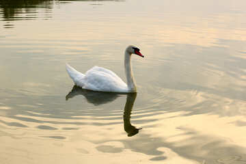 White Swan №34035