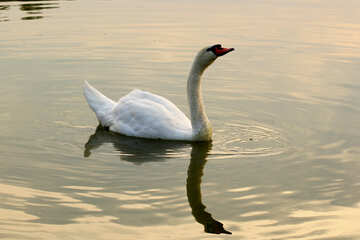 Cisne blanco №34036