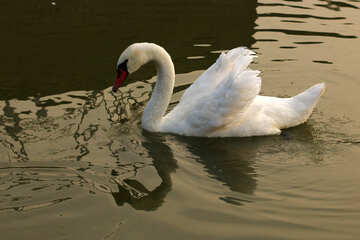 White Swan №34048