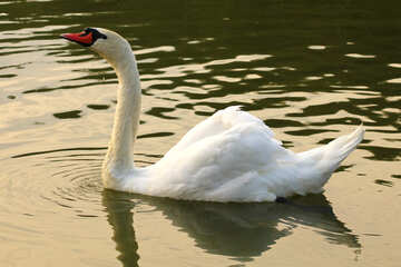 White Swan №34051