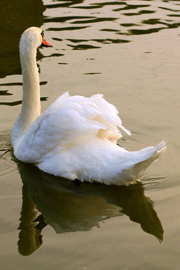 White Swan №34053