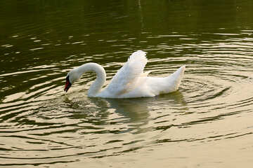 White Swan №34059