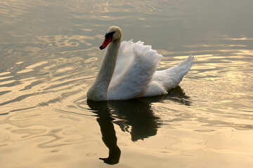 White Swan №34060
