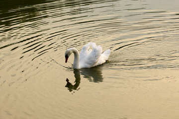 Cisne blanco №34062