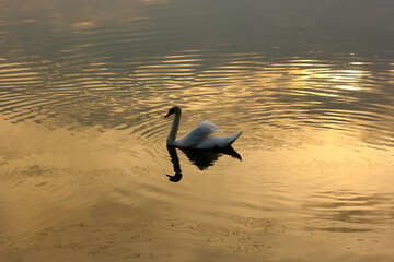 White Swan №34063
