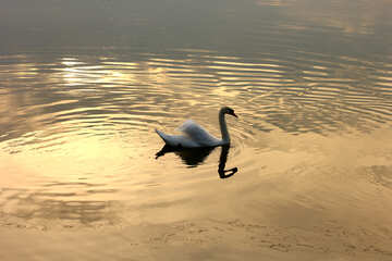 White Swan №34064