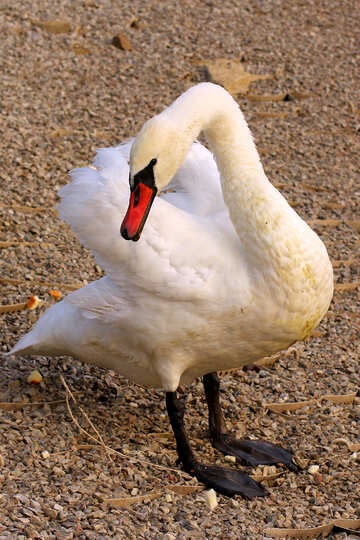 White Swan №34069